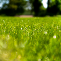 Artificial Grass_com 4 Artificial Grass_com 4